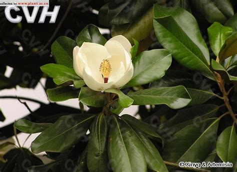 广玉兰英文|荷花玉兰Magnolia grandiflora Linn. 